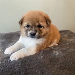 Raya - Red female Shiba Inu puppy in Monett, Missouri from Happy Tails Shiba Inus