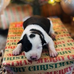 Trix x Latch - Male 1 - Black and white - Black and white male Border Collie puppy in Minden, Iowa from Rocking N Registered Border Collies & Labradors