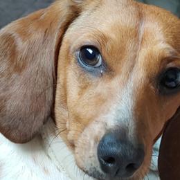 Dachshunds from Rita Shepherd-Fear