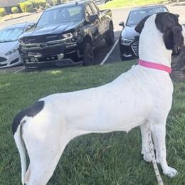Great Danes from St. Michael's Danes