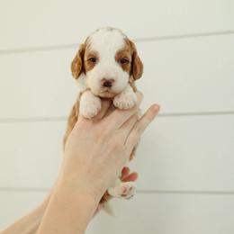 Red Boy - Parti male Goldendoodle puppy in Rio Linda, California from GoldendoodlePaw