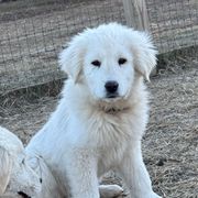 Nebula - Maremma Sheepdog puppy from White Star Acres