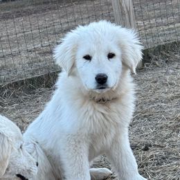 Nebula - Maremma Sheepdog puppy from White Star Acres