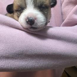 Red collar - Sable male Pembroke Welsh Corgi puppy in Poulsbo, Washington from Central Valley kennel
