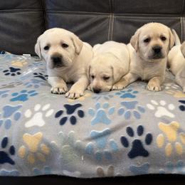 Boy 1 - Yellow male Labrador Retriever puppy in Medford, Oregon from Valley View English Labs