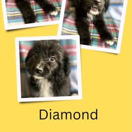 Diamond - Black female Golden Aussiedoodle puppy in Bluefield, Virginia from Love on a Leash
