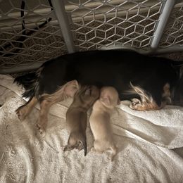 Dachshund puppies from Monica’s Treasured Dachshunds