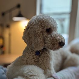 Butter - Goldendoodle