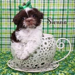 Sienna - Brown female Mi-Ki puppy in Elizabeth, Colorado from Royal T Mi-Kis
