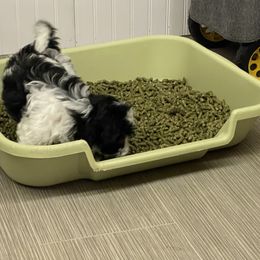 Havanese Puppies from Coraz’on Havanese