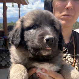 Ulrik- dark green - Tan male Colorado Mountain Dog puppy in Cotopaxi, Colorado from Once Upon A Moose (OUM)