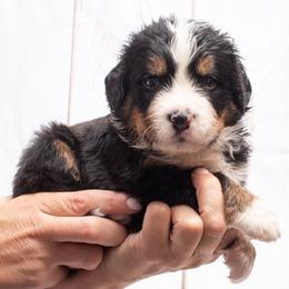 Lilac Collar Male - 5000 - Black rust and white male Bernese Mountain Dog puppy in Collinsville, Texas from Berner Dynasty