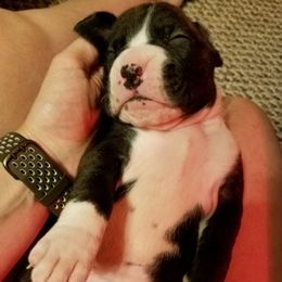 Boxer Puppies from Winchester Boxers