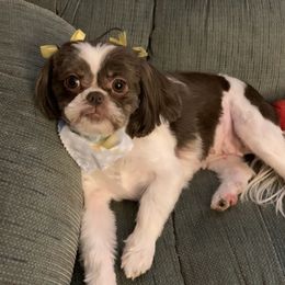 Lucy - Shih Tzu