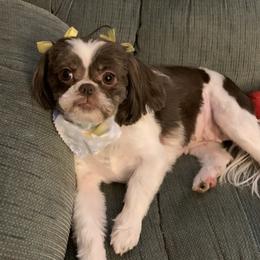 Lucy - Shih Tzu