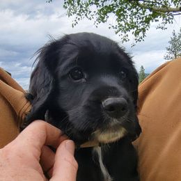 English Cocker Spaniel Puppies from Crack O' Dawn Cockers
