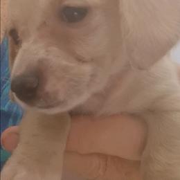 Sienna - Red female Dachshund puppy in Pahrump, Nevada from Heaven Sent Doxies