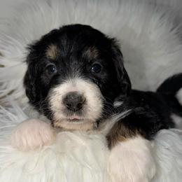 Dawn - Tri-color female Bernedoodle puppy in Beecher, Illinois from Erica’s Doodles