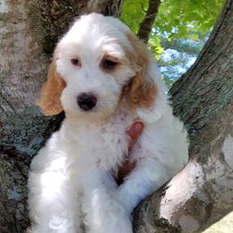 Sky, Goldendoodle F1b - Parti female Goldendoodle puppy in Dickson, Tennessee from Rowan's Rascals