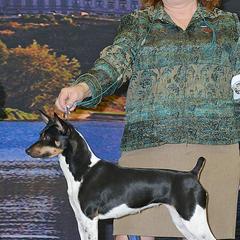 Bouvier des Flandres and Rat Terriers from DHart Farm & Kennel