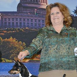 Bouvier des Flandres and Rat Terriers from DHart Farm & Kennel
