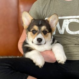 Randy - Black and tan Pembroke Welsh Corgi puppy in Weston, Idaho from Diamond Fox Corgis