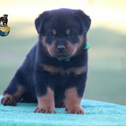 Hasko - Black and mahogany male Rottweiler puppy in Uniontown, Alabama from CedarBluff Rottweilers