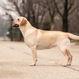 Brandy - Labrador Retriever