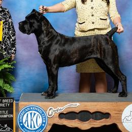 Cane Corso and Standard Schnauzers from Sarama
