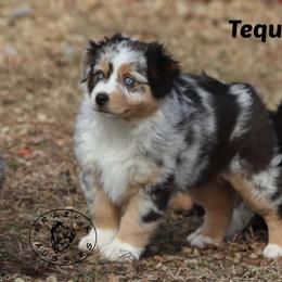 Tequila - Blue merle female Miniature Australian Shepherd puppy in Garden Plain, Kansas from Krazy K Aussies