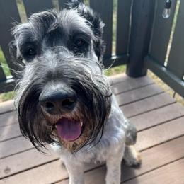 King Gunnar - Pepper and salt male Giant Schnauzer puppy in Tabernash, Colorado from Schnauzer Paw Homestead