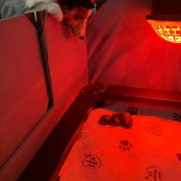 Shetland Sheepdog Puppies from Southern Charm Sheltie’s