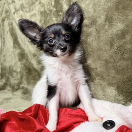 AKC boy 1 - White black and tan male Papillon puppy in Joshua, Texas from Summertime Kennels
