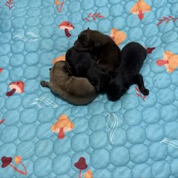 Boy 1 - Black male Pomeranian puppy in Conroe, Texas from Maxi’s Poms, LLC