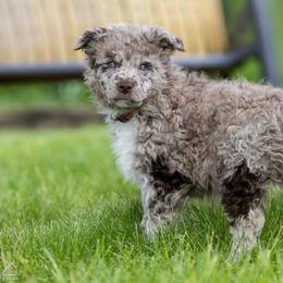 Boy 1 - male Mudi puppy in Bolingbrook, Illinois from Szomorú Füz Mudi Kennel/Weeping Willow Mudi Kennel
