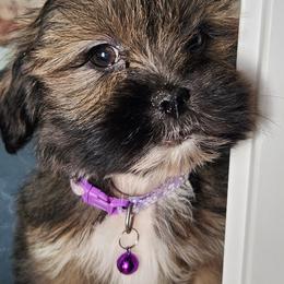 UltraViolet - Brown female Lhasa Apso puppy in Jefferson, New York from Absolute Lhasa Love