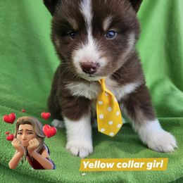 Yellow collar girl - Red and white female Siberian Husky puppy in Terre Haute, Indiana from April's Huskies