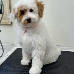 Daisy - Brown and white female Bernedoodle puppy in Gainesville, Florida from Pet Inn Xxweetdoodles