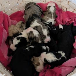 Aussiedoodle puppies from Ridgeview Aussiedoodles
