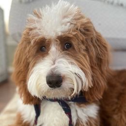 Bernedoodles and Goldendoodles from Homespundoodles