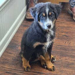 Valen - Black tri-color male Australian Shepherd puppy in Copperas Cove, Texas from Hidden Leaf Aussies
