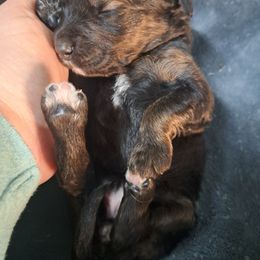 Joy - Chocolate merle female Bernedoodle puppy in Lafayette, Alabama from Williams Lake Doodles