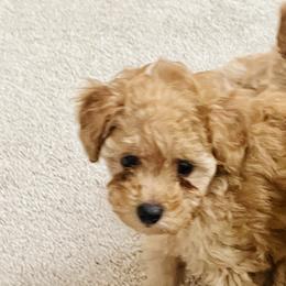 Poodle Puppies from ItalianToyPoodles