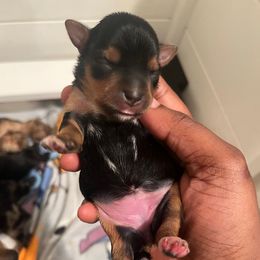 Venus - Black and tan female Yorkipoo puppy in Gastonia, North Carolina from Precious pups dynasty kennel