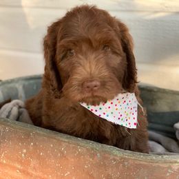 Australian Labradoodle Puppies from Texas Labradoodles