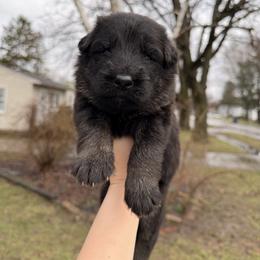 Dopey - Black and red male German Shepherd puppy in Perrysburg, Ohio from Fancy GSDs