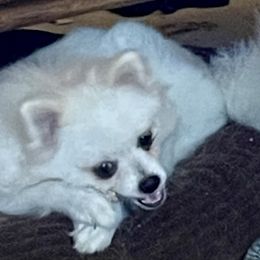 Hugo - Cream male Pomeranian puppy in Bradenton, Florida from Cherokee Pomeranians