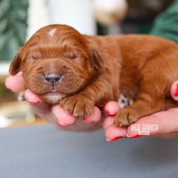 Neon - Red  male Goldendoodle puppy in Salado, Texas from Red Ranch Dogs