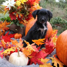 Dorothy - Black phantom female Aussiedoodle puppy in Hopkins, Missouri from Mowry Creek Mini Aussiedoodles and More