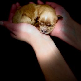 Bell - Ruby Cavalier King Charles Spaniel puppy in Spokane, Washington from Treasured Cavaliers of the Pacific Northwest